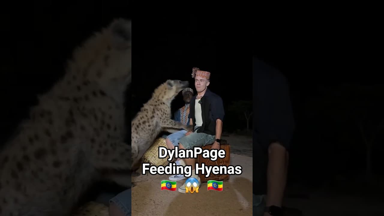 Hyena Feeding Experience